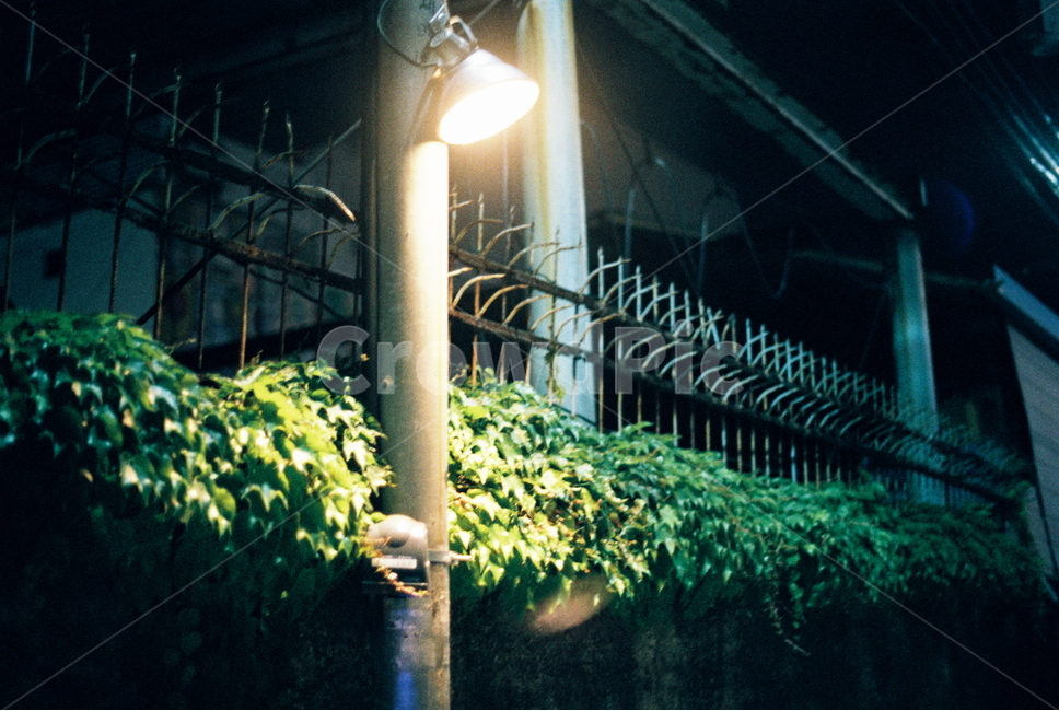 가로등,여름,필름,필름카메라,골목길,불빛,밤,야경,밤,풍경,nightscape,night,landscape