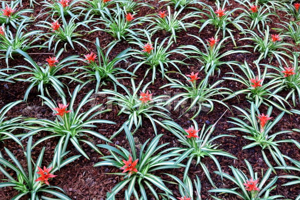 꽃,식물,구즈마니아,아나나스,파인애플과,관엽식물,자연,식물원,식물,자연,plants,nature,꽃,flower