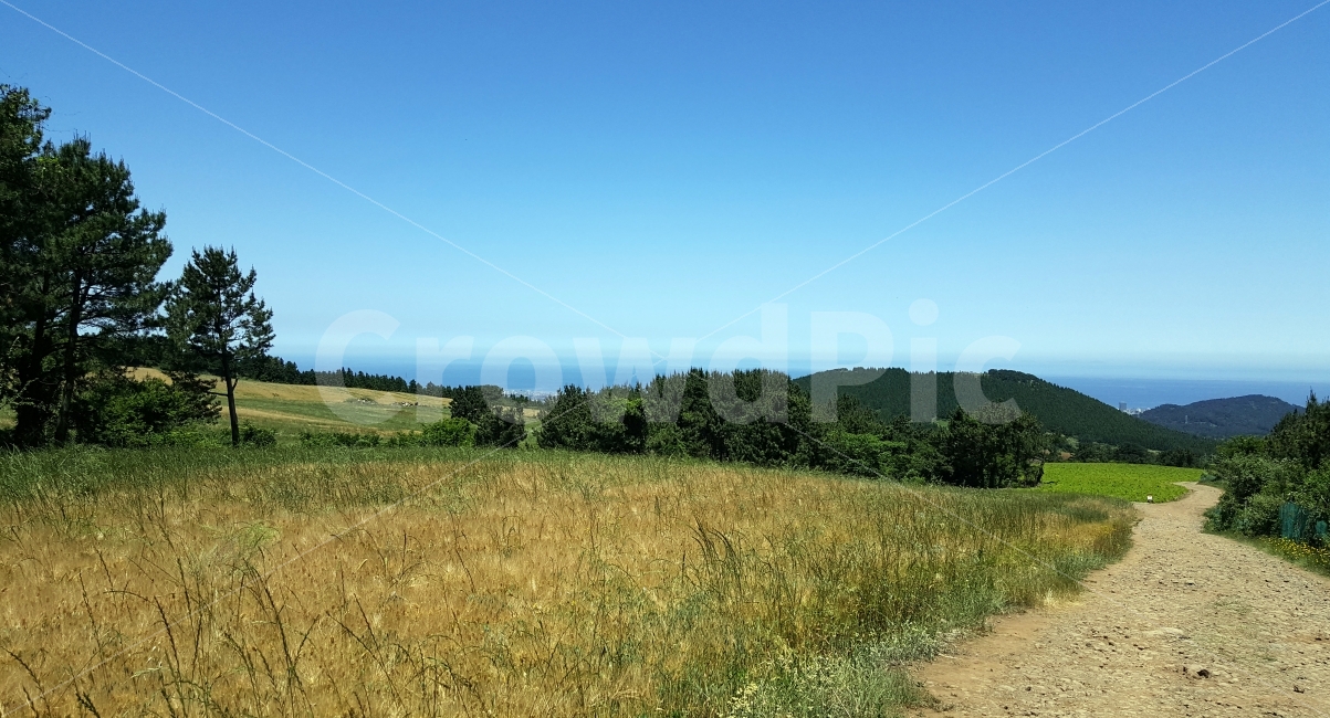 보리밭길,제주,길,제주길,보리밭,자연,풍경,nature,landscape,field,들,grassland,목초지,outdoors,옥외