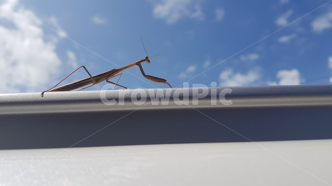 하늘,사마귀,자연,곤충,맑음,곤충,벌레,insect,bug