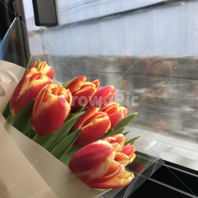 튤립,꽃다발,창가,버스안,오전,꽃,flower,기념일,축하,anniversary,congratulation,celebrate,celebration