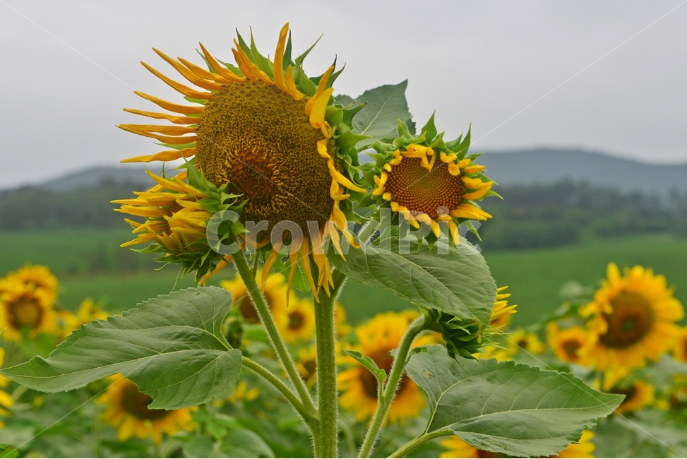 field,들,outdoors,옥외,nature,자연,rural,농촌,farm,농장,고창,학원농장,해바라기,해바라기밭,해바라기꽃,농업,농사,경작,농경