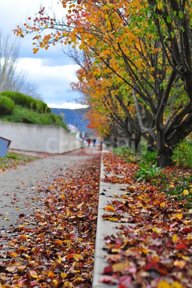 호주,캔버라,가을,낙엽,길,색깔,알록달록,단풍,은행,잎,australia,canberra,autumn,season,fallingleaves,fallenleaves,street,road,path,color,colorful,자연,풍경,nature,landscape,가을,계절,fall,autumn,season,plant,식물,leaf,tree,나무