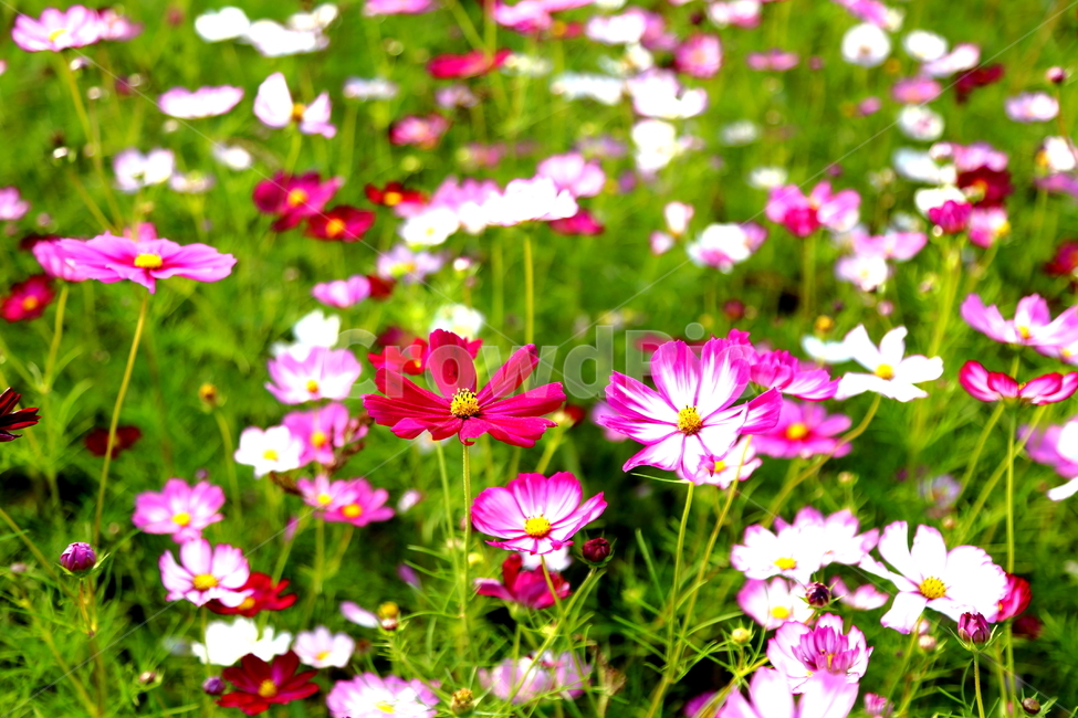 가을,코스모스,꽃,가을꽃,꽃밭,알록달록,flower,식물,국화과,가을,계절,fall,autumn,season,식물,자연,plants,nature,꽃,flower,petal,꽃잎,blossom,plant,geranium,제라늄