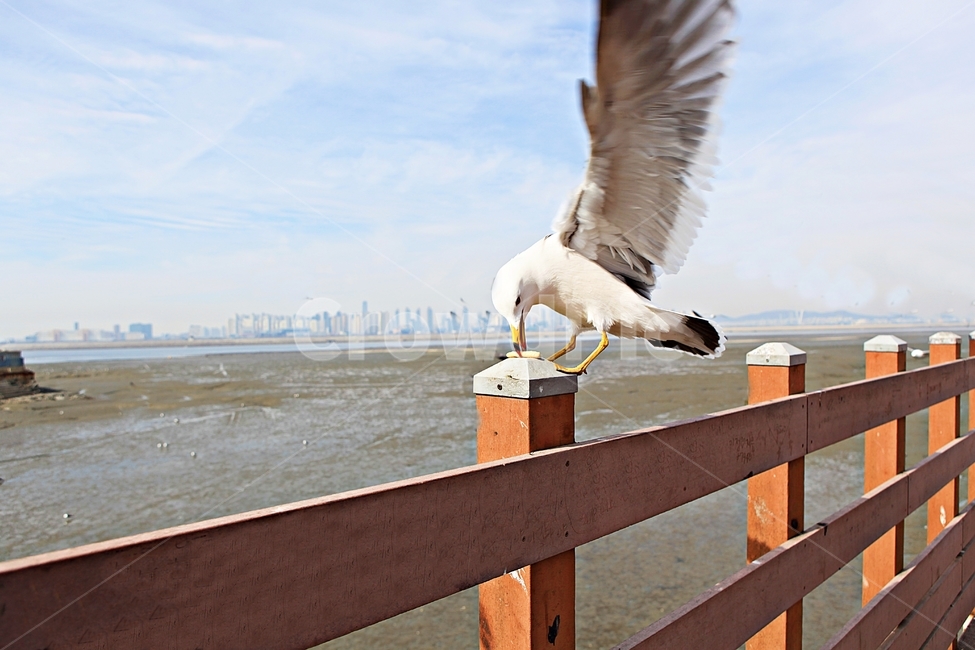갈매기,새,조류,풍경,배경,자연,하늘,동물,animal,조류,새,birds