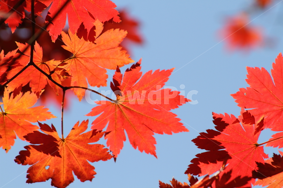단풍,단풍나무,엽록소,가을,redleaves,가을,계절,fall,autumn,season,plant,식물,leaf,잎,tree,나무,maple