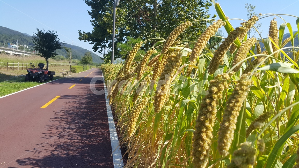 plant,북한강자전거길,조,식물,대성리공원