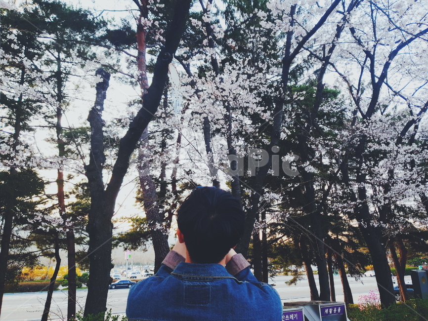 남자,남자친구,봄,벚꽃,과천