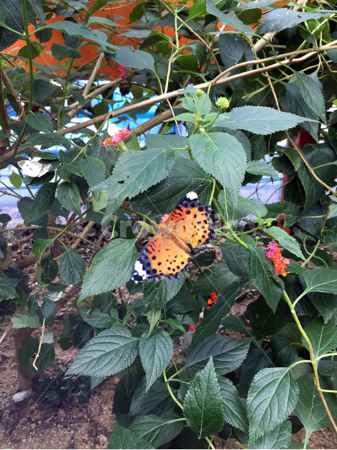 나비,butterfly,꽃,flower,봄,spring,자연,nature