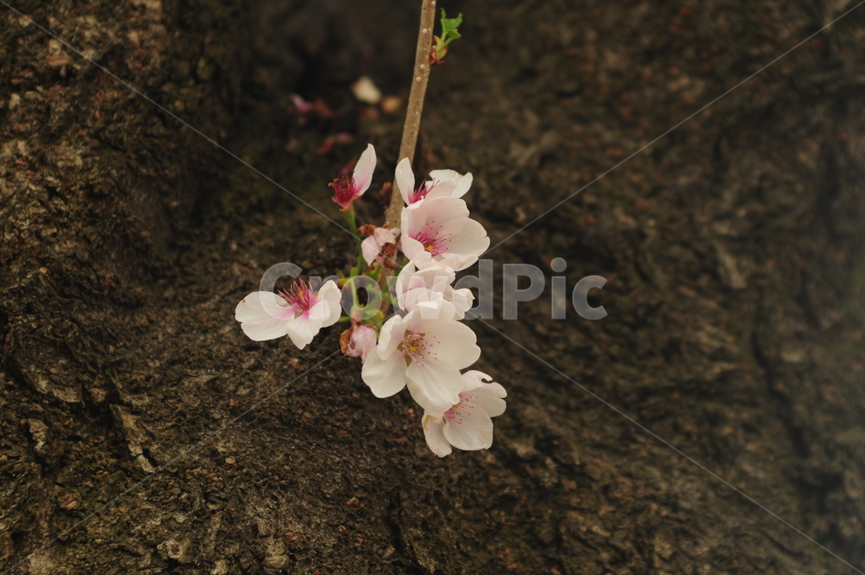 꽃,벚꽃,봄,flower,식물