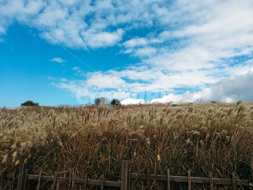 가을하늘,갈대,제주도,제주,억새,가을,하늘,가을,계절,fall,autumn,season,자연,풍경,nature,landscape,grass,잔디,plant,식물