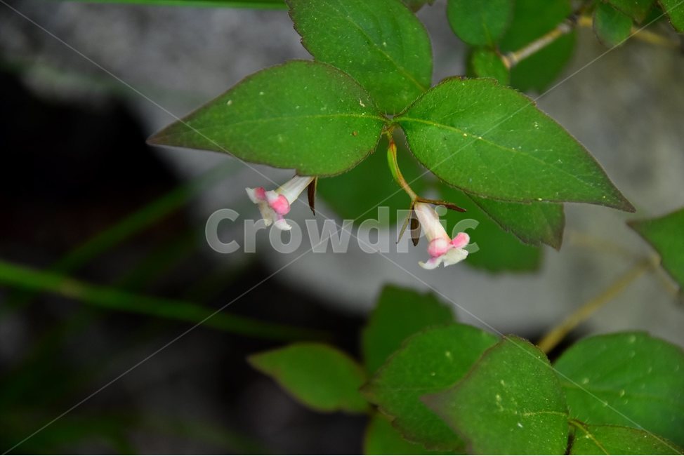 털댕강나무,야생화,꽃,식물,자연,생태,플라워,flower,plants,nature,식물,자연,plants,nature,꽃,flower