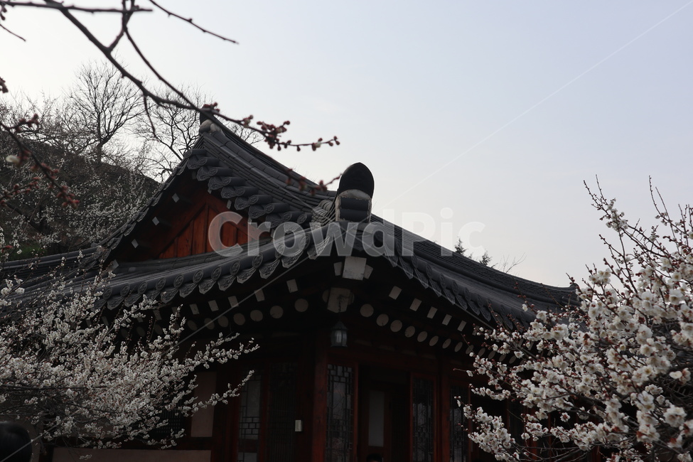 기와집,한옥,벚꽃,매화,꽃,봄꽃,하늘,멋진집,집,한국,봄,계절,spring,season,한국전통,한국문화,korean traditional,korean culture,건축물,건물외관,exterior,building,structure,architecture,construction,plant,식물