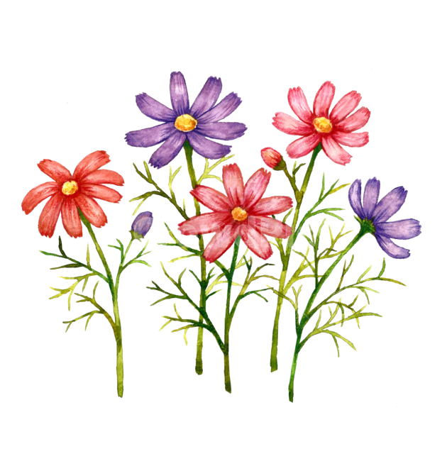 plant,식물,blossom,flower,꽃,코스모스,가을꽃,가을이미지,가을수채화,cosmos,가을,계절,fall,autumn,season,그래픽,일러스트레이션,graphic,illustration
