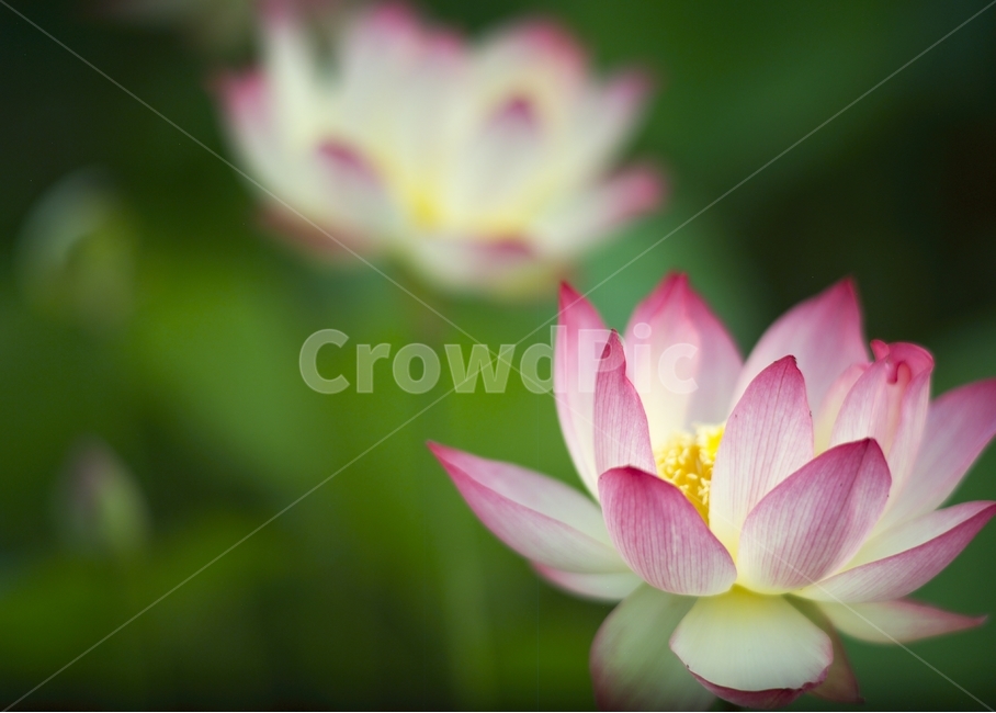 한국,부산,삼락공원,연꽃,접사,식물,자연,plants,nature,꽃,flower