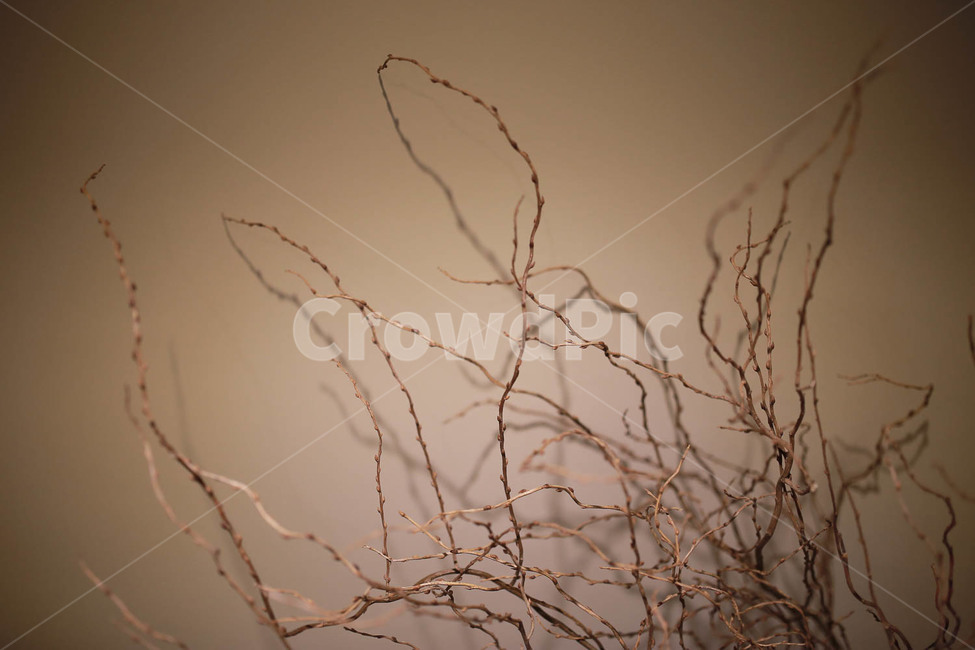 나무,그림자,나무가지,인테리어,나무그림자,식물,자연,plants,nature