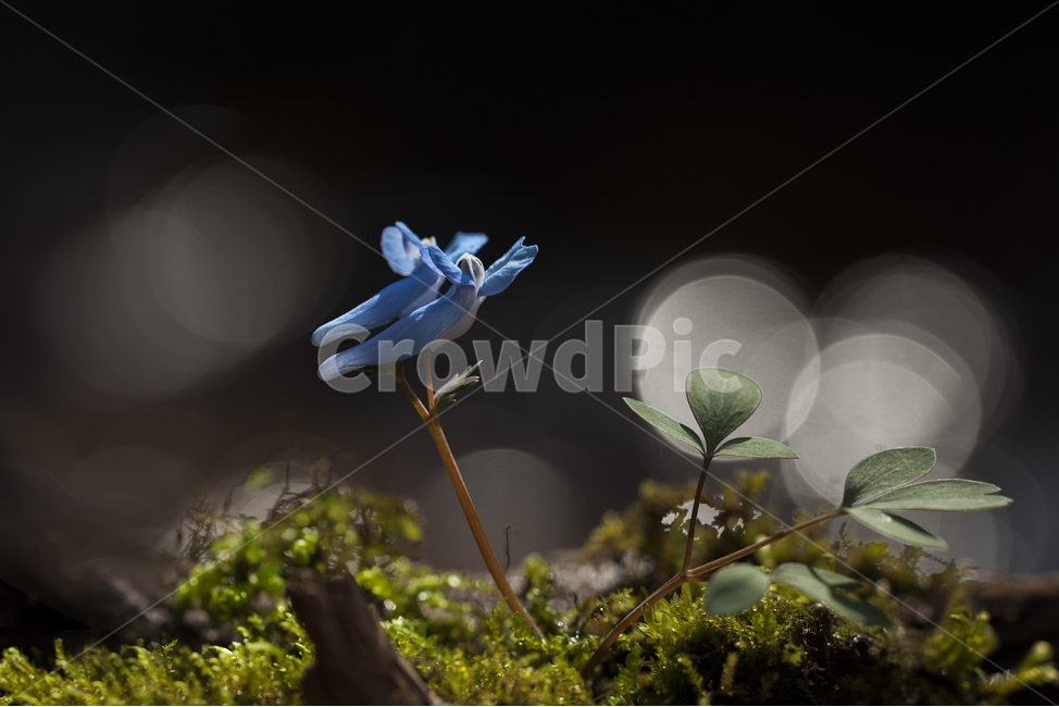 현호색,보케,봄꽃,yong,새봄,계절꽃,봄,계절,spring,season,식물,자연,plants,nature,꽃,flower,plant