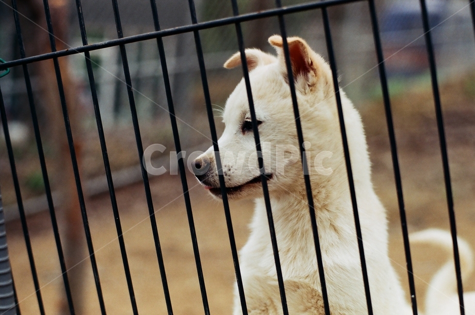 Pets,puppy,countryside,country dog,animal,canine,dog,pet