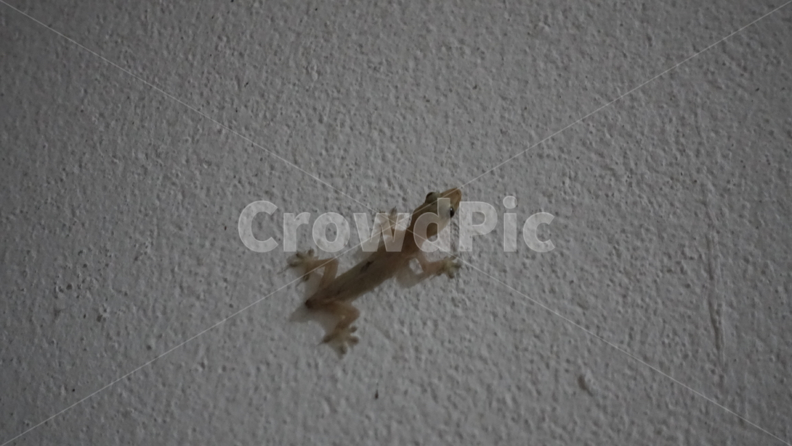 lizard,도마뱀,animal,동물,gecko,게코,reptile