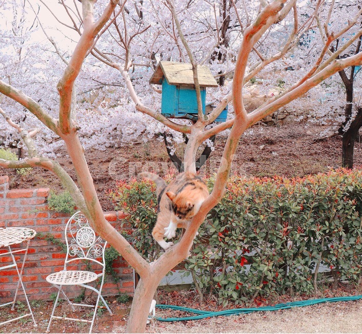 나무,벚꽃,고양이,봄,tree,동물