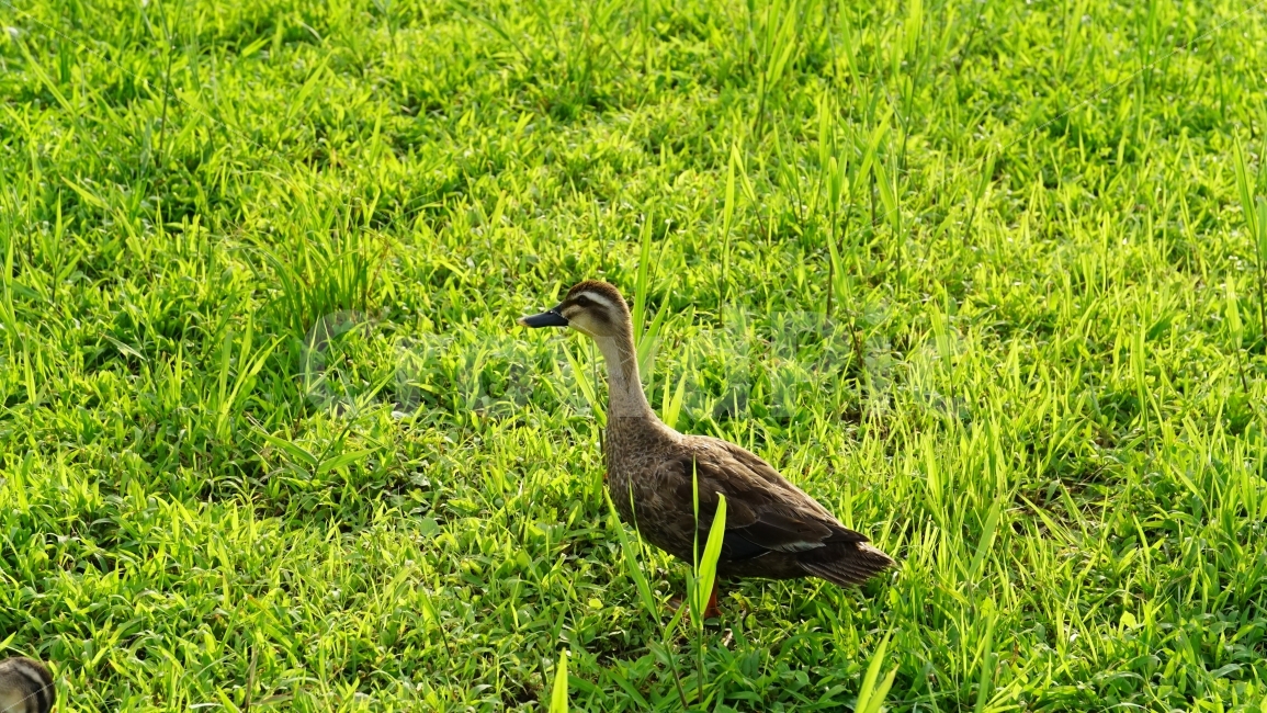 오리,조류,새,동물,잔디밭,풀,식물,연꽃잎,울타리,bird,duck,animal,nature,자연,여름,summer,농장,풍경,landscape,계절,season,감성,감성사진,cute,pretty,귀엽다,귀여운,귀여워,동물,animal,조류,새,birds