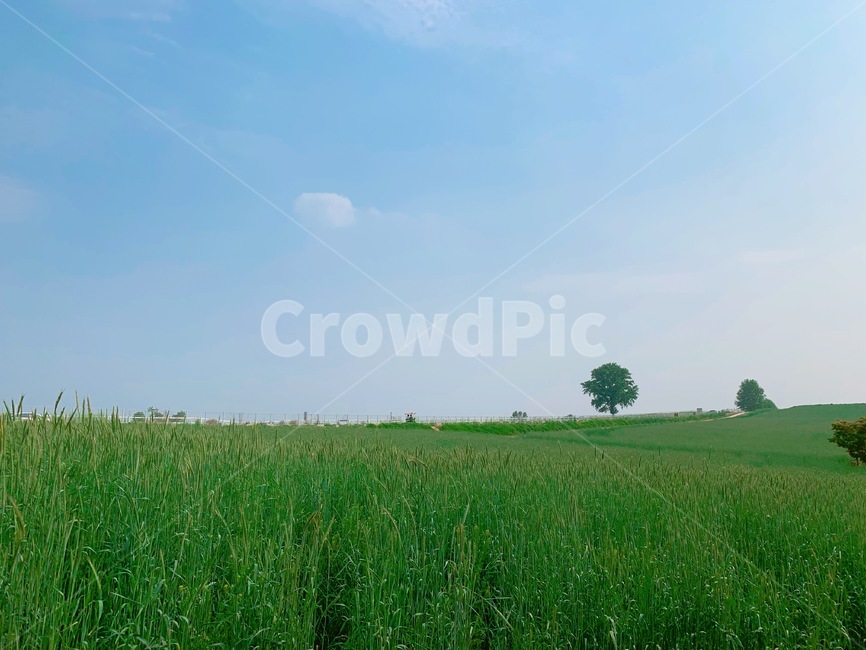 grassland,목초지,outdoors,field,들,nature,자연,청보리,나무,하늘,sky,tree