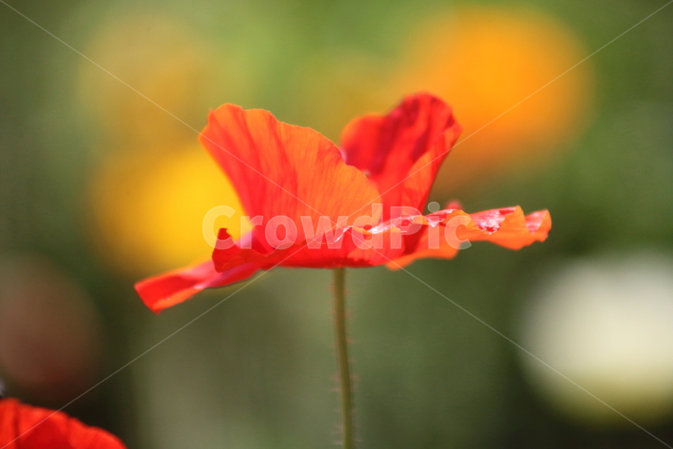 꽃양귀비,개양귀비,양귀비,꽃,poppy