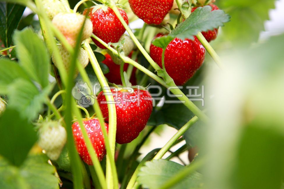 딸기,딸기농장,딸기재배,농장,berry,strawberry,fruit,과일,food,음식