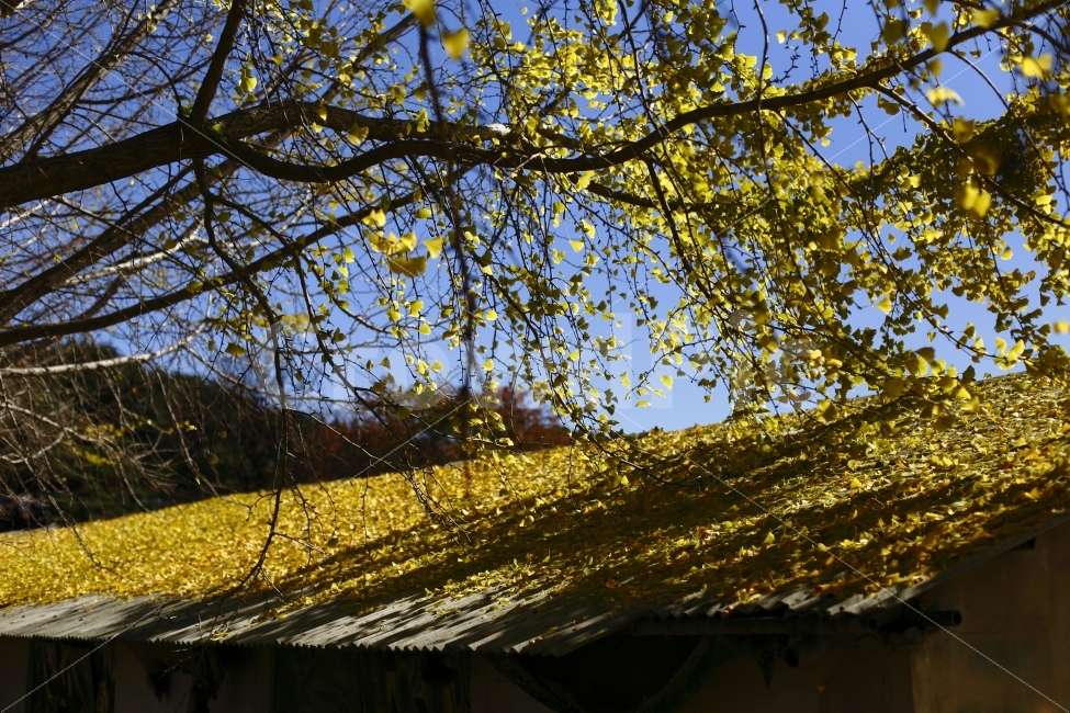 은행나무,단풍,가을,은행,노란색,분위기,풍경,시골,fall,autumn,season,자연,가을,계절,fall,autumn,season,식물,자연,plants,nature,나무,trees,wood,tree,plant