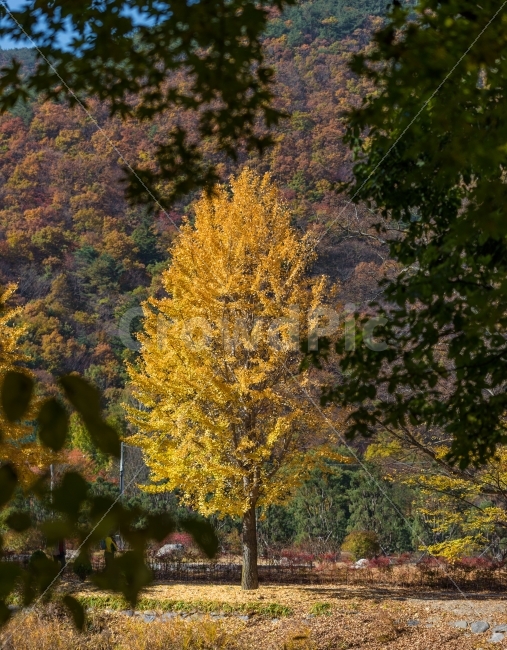 풍경,가을,은행,노랑노랑,감성사진,가을,계절,fall,autumn,season,식물,자연,plants,nature,나무,trees,wood,tree,plant