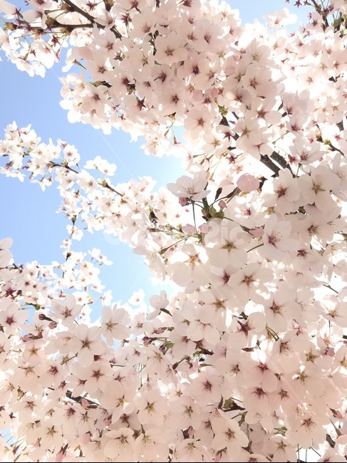 plant,식물,blossom,flower,꽃,벚꽃,봄,하늘,봄,계절,spring,season,식물,자연,plants,nature,꽃,flower