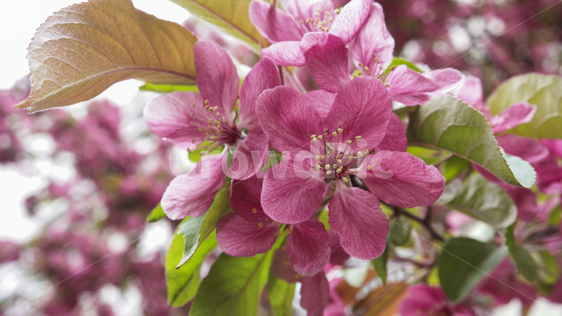 핑크꽃,핑크,보라,자주색,야생화,꽃나무,자연,식물,꽃배경,자연물,나무,flowers,flowertree,nature,plants,tree,flowerbackground,pink,pinkflowers,violet,violetflowers