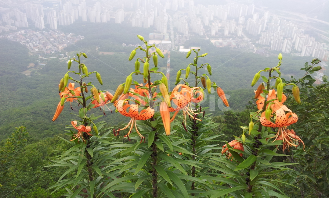 참나리,나리꽃,꽃,백합꽃,식물,자연,풍경,nature,landscape,식물,plants,꽃,flower,plant