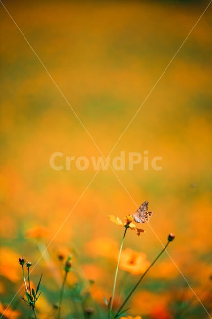 황화코스모스,코스모스,노란코스모스,나비,가을,가을풍경,황화,꽃,꽃밭,코스모스밭,식물,자연,plants,nature,꽃,flower,동물,animal,곤충,벌레,insect,bug,감성,sensible,feeling,색깔,색상,색채,색감,color sense,color sensitivity,feeling of color