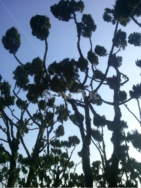 나무,저녁,식물,그림자,공원,식물,자연,plants,nature,나무,trees,wood