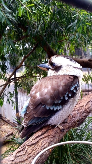 새,쿠카부라,호주새,bird,kookaburra,anaustraliannativebird