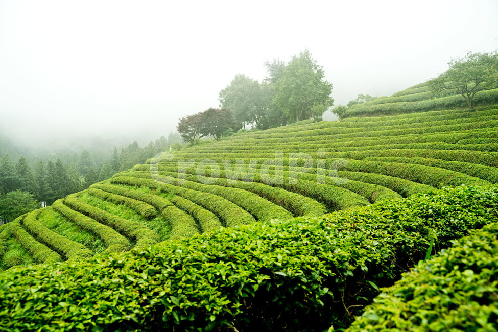 녹차밭,녹차,보성,보성녹차밭,안개,초록,자연,nature,풍경,한국풍경,자연,풍경,nature,landscape,한국자연풍경,한국자연경관,korea nature landscape,outdoors,옥외