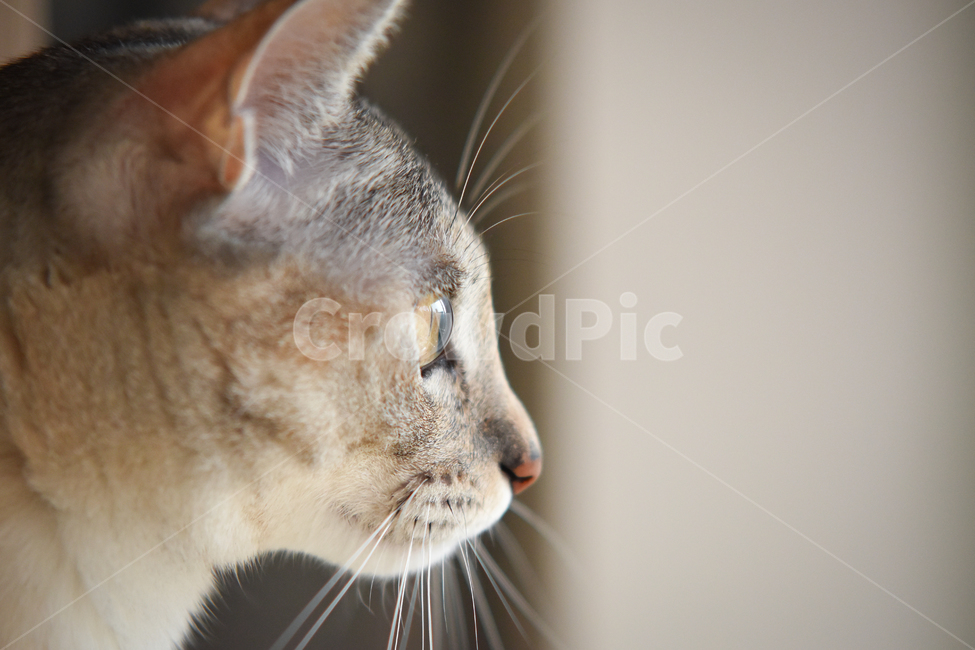 고양이,얼굴,클로즈업,애완동물,냥,애완묘,묘,pet,cat,kitten,집고양이,코리안숏헤어,코숏,냥이,냐옹,meow,귀여움,반려동물,반려묘,집사,괭,새끼,아기,귀요미,동물,animals,animal,시선,눈동자,동물,animal,포유류,mammal,고양이,cat,kitten,kitty