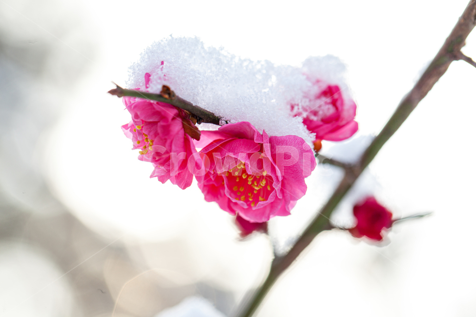 flower,봄,실외,클로즈업,봄꽃,매실,여백,흰색,흰색꽃,매화,만개,홍매,홍매화,설중매,눈,겨울,snow,outdoors,옥외,nature,자연,blossom,꽃,plant,식물,식물,자연,plants,nature,꽃,flower