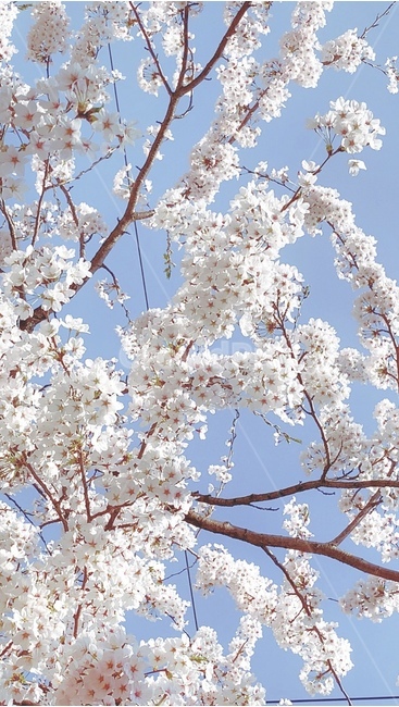 봄,벚꽃,일본감성,하늘하늘,꽃,청량,맑음,화창