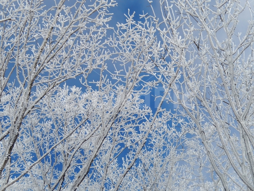 소백산,눈꽃풍경,상고대,겨울풍경,국립공원,겨울동화,힐링,감성,아름다움,뷰티풀,설국,눈풍경,파란하늘,100대명산,겨울명산,설경,서리꽃,영동,snow,landscape,눈,화이트,자연,신비로운,경이로운,천상,비경,치유,산,명산,겨울,계절,winter,season,식물,자연,plants,nature,나무,trees,wood