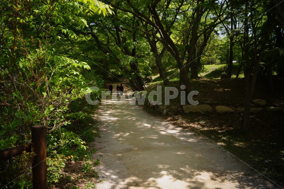 오솔길,숲길,산책길,woodlandpath,shadypath,paththroughaforest