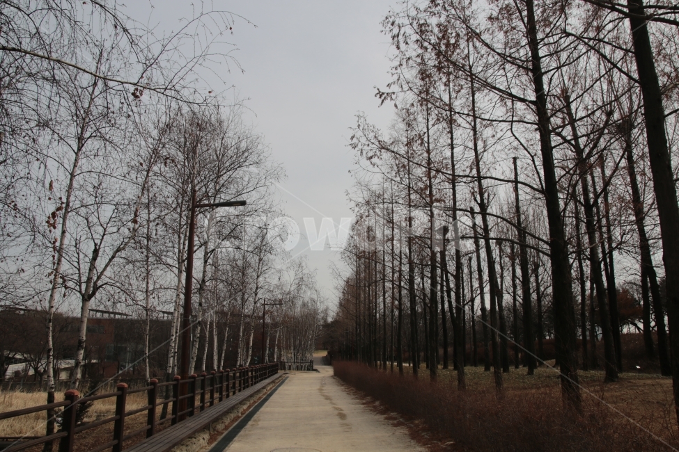 풍경,풍경사진,자연풍경,감성,감성사진,겨울,서울,winter,한파,추위,선유도,선유도공원,산책,힐링,쉼터,공간,나무,가로수,도로,식물,겨울,계절,winter,season,자연,풍경,nature,landscape