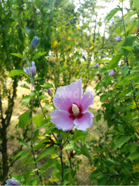 무궁화,분홍색,대한민국,국화,우리나라꽃,여름꽃,만개,핑크색,공원,식물,자연,plants,nature,꽃,flower