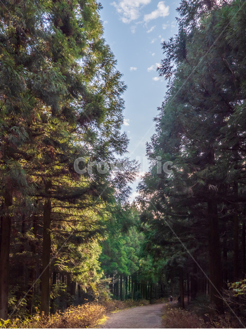 woods,wood,jeju,jejudo,vegetation,초목,outdoors,옥외,woodland,삼림지,forest,숲,nature,자연,작은숲,grove,풍경,scenery,사려니숲길,treetrunk,나무,tree,식물,plant,나무줄기