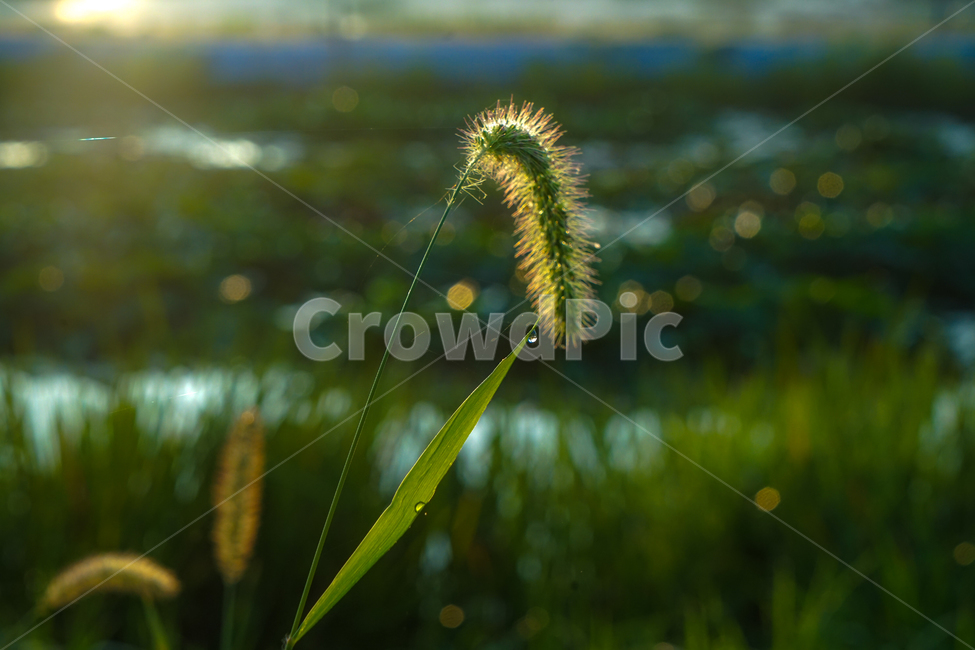 강아지풀,풀,꽃,풀꽃,강아지풀꽃,야생,자연,들풀,식물,자연,plants,nature,감성,sensible,feeling