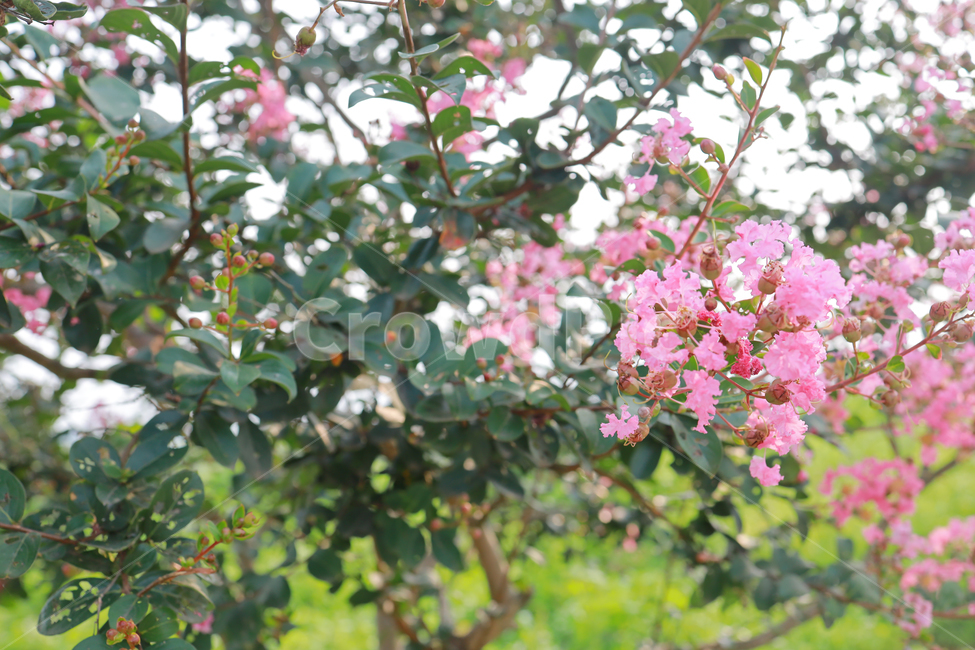 꽃,가을,여름,감성사진,감성,flower,식물,자연,plants,nature