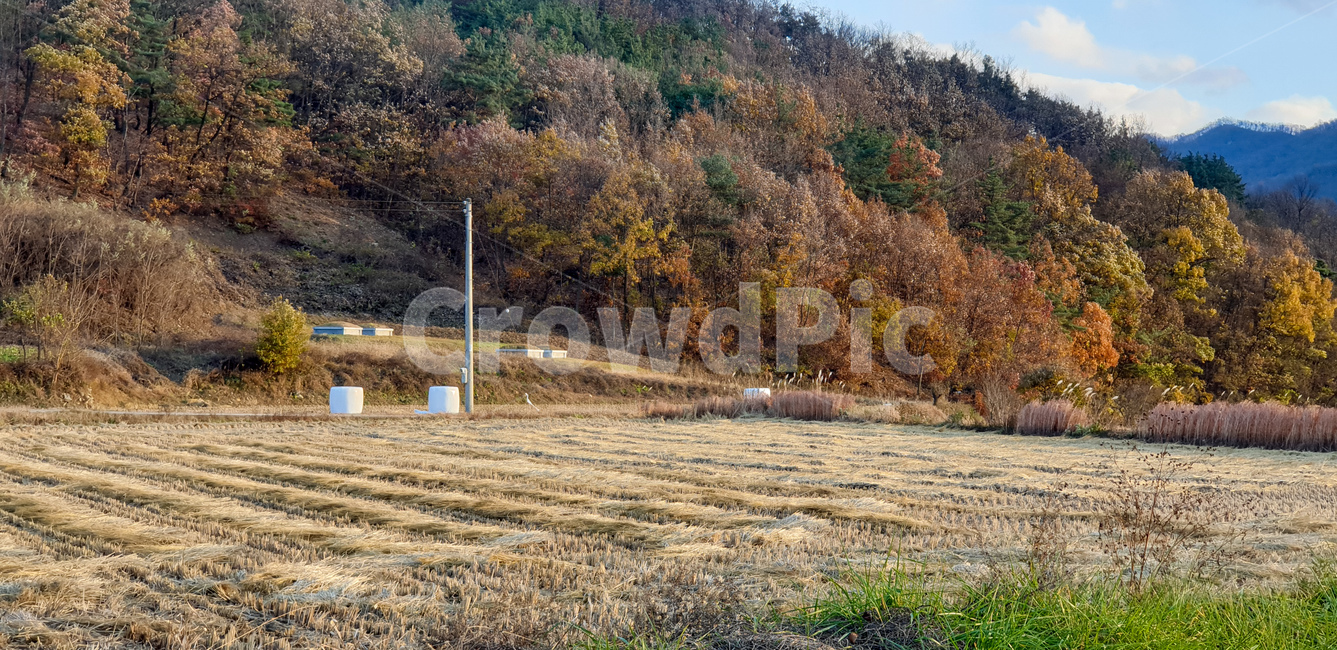 가을,추수,들판,단풍,자연,옥외,나무,식물,nature,outdoors,tree,plant,농업,농사,agriculture,farming,farming industry