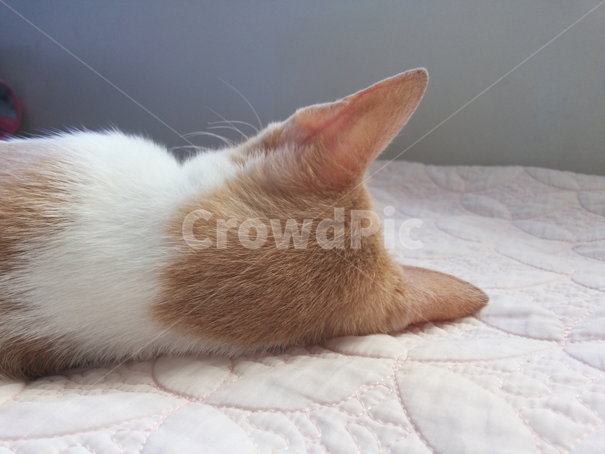 고양이,동물,아기고양이,고양이뒷모습,cat,kitten
