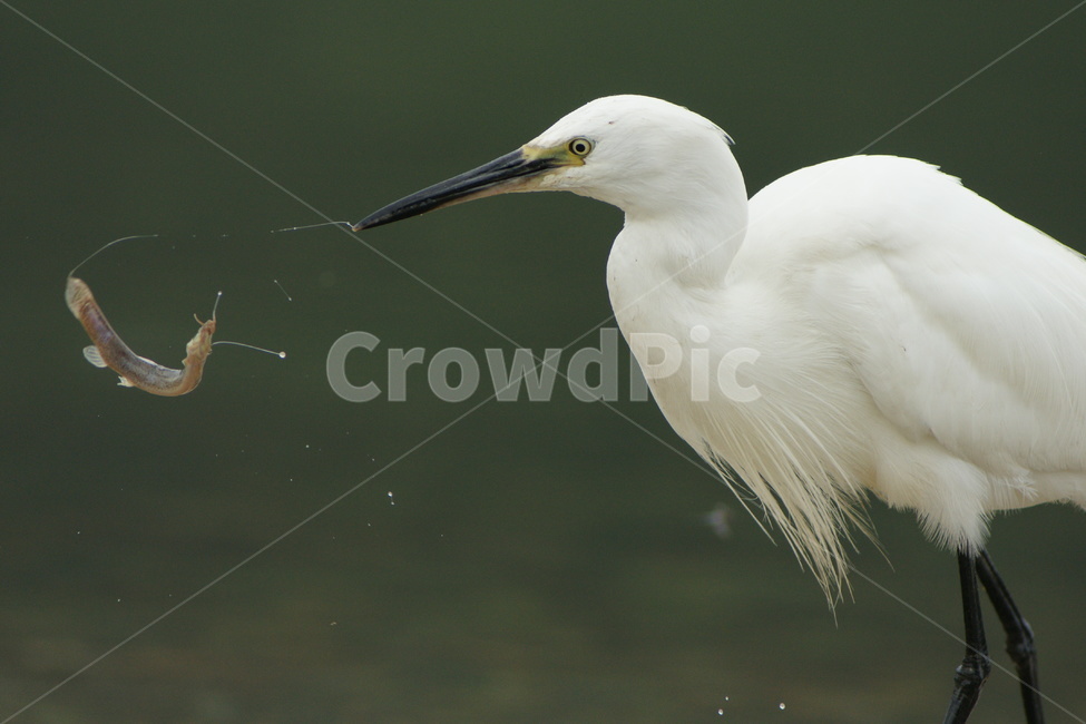 백로,조류,사냥,새,텃새,동물,animal,조류,새,birds